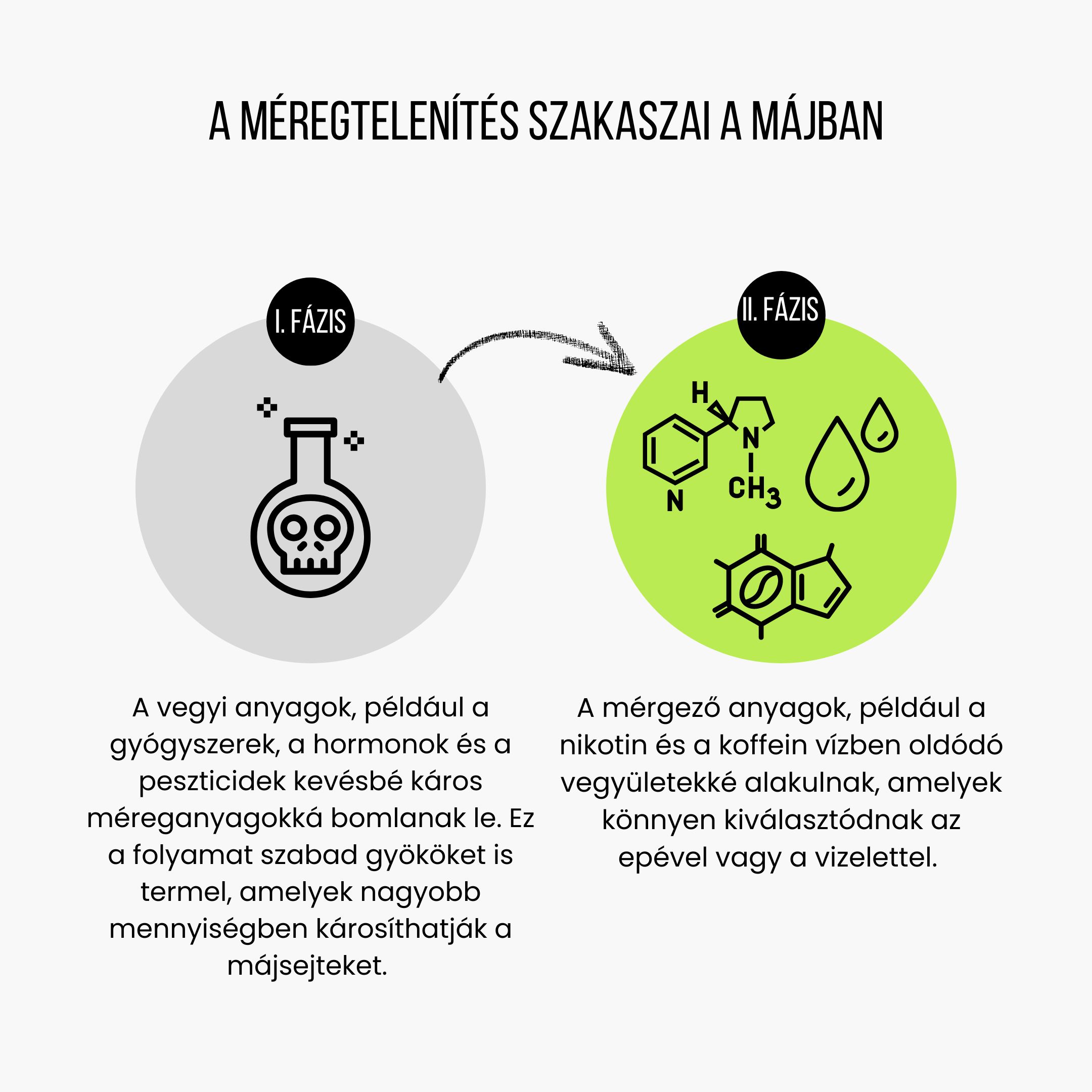 (Maďarština) Fáze detoxikace v játrech